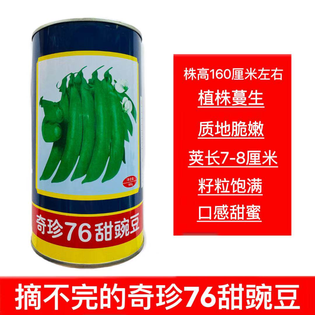 甜豌豆种子水果型奇珍76菜豌豆大荚甜豆籽甜豌豆尖四季播蔬菜种子