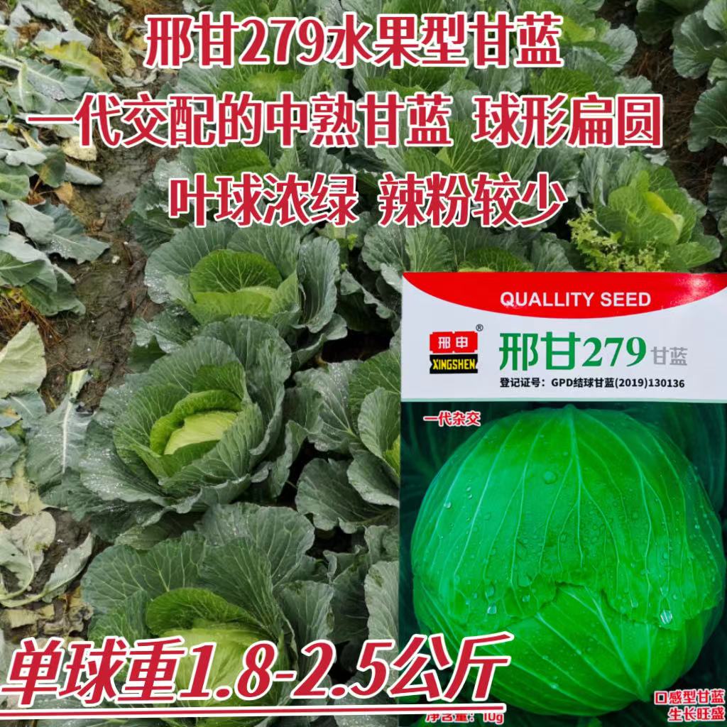 邢申刑甘279水果型甘蓝种子中熟扁圆包菜种籽杂交甘蓝种籽腊粉少