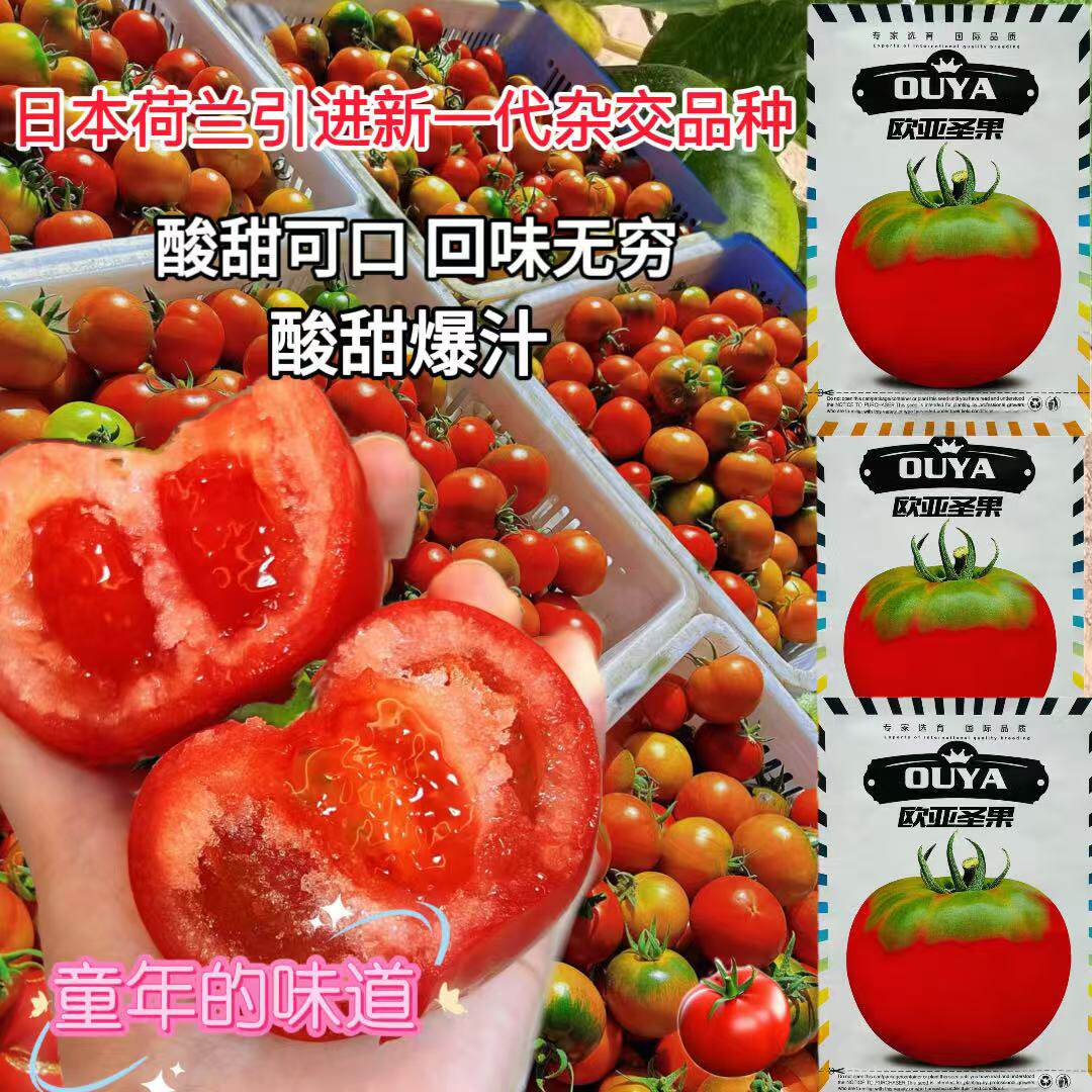欧亚圣果草莓番茄种子日本引进一代杂交粉红西红柿种籽孑大果