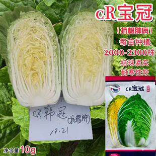 CR宝冠黄心大白菜抗根肿病耐寒性好耐热耐寒农家菜园蔬菜种子正品