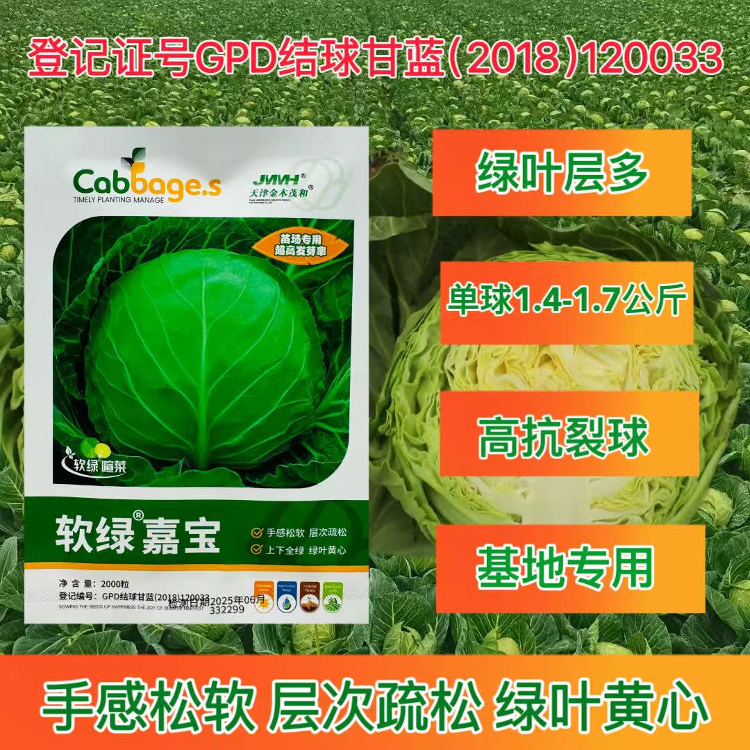 软绿嘉宝甘蓝种子中早熟正圆型松软高产口感脆甜蔬菜种籽庭院大田