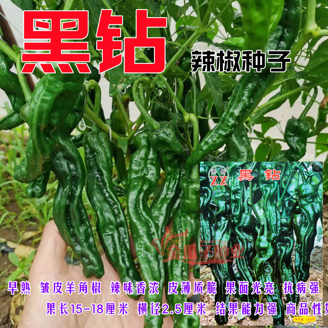 黑钻皱皮辣椒早熟抗病高产香浓