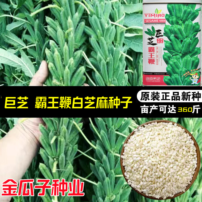 早熟高产出油高抗倒芝麻种子