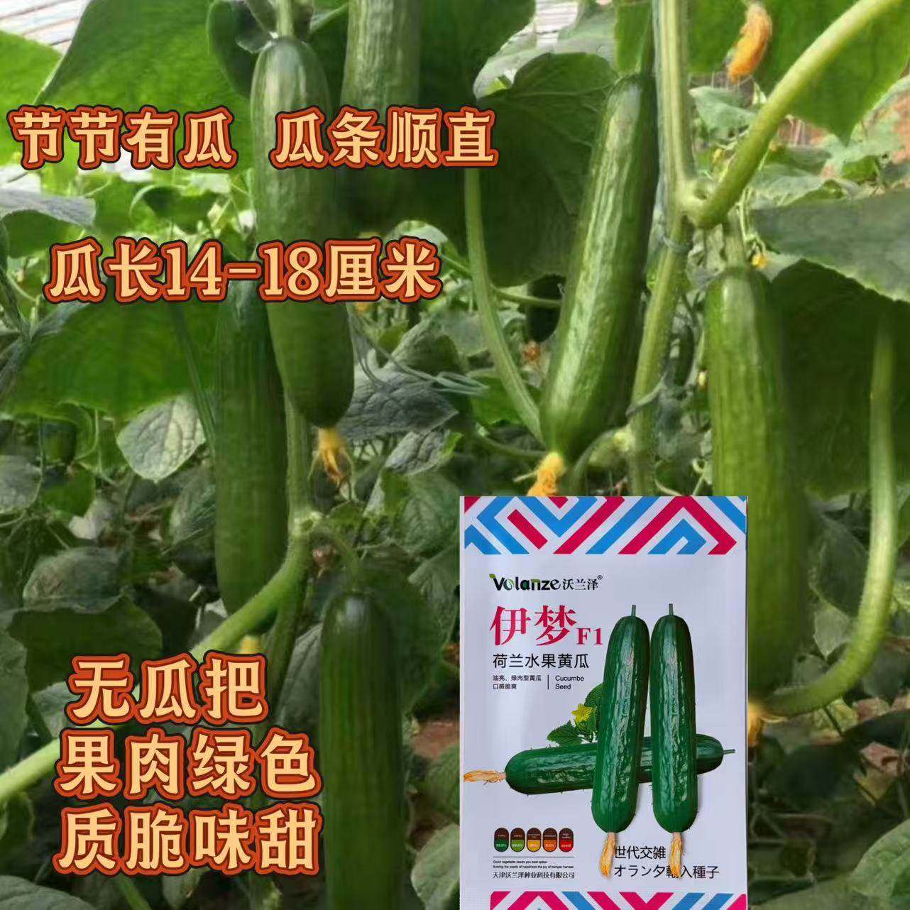伊梦荷兰水果黄瓜种子油亮型绿肉型抗病强产量高节节有瓜果肉绿色