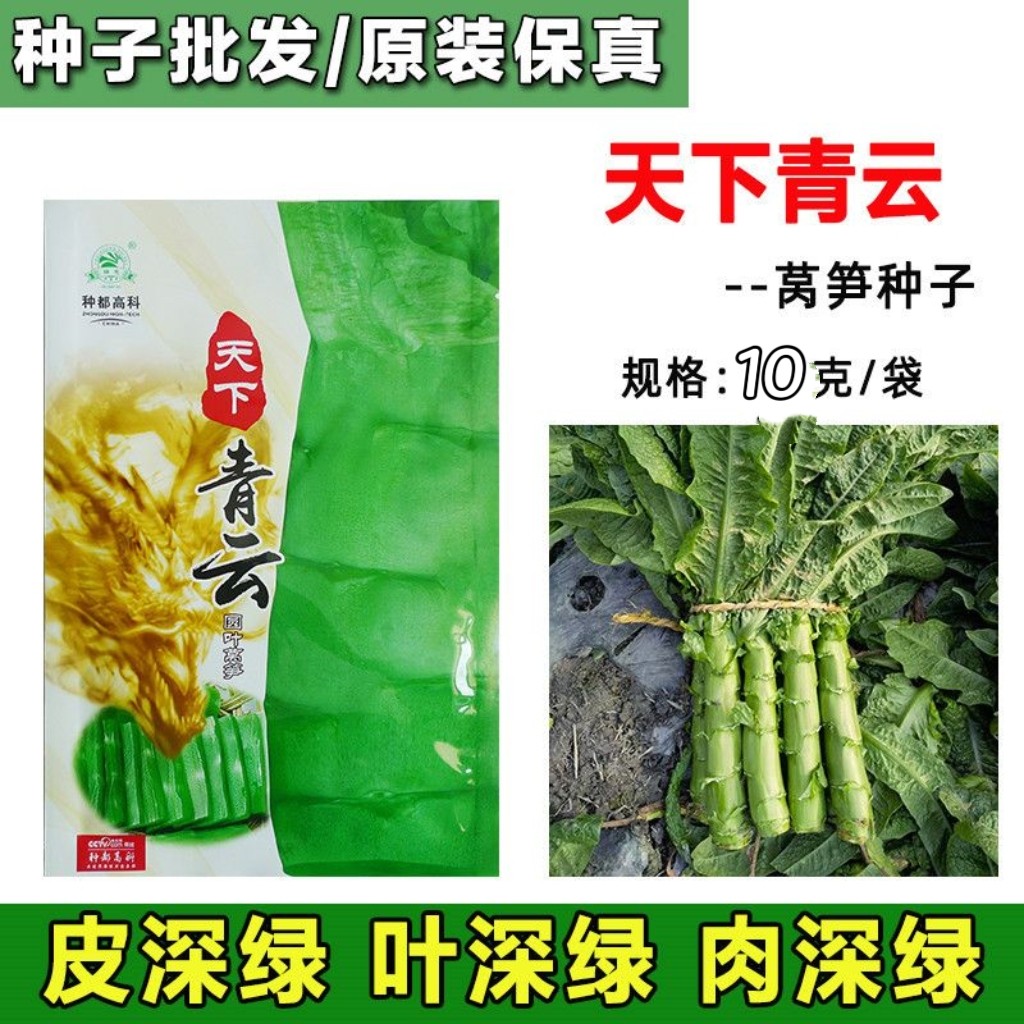 天下青云圆叶莴笋莴苣蔬菜种子四川种都耐寒秋季冬季春季青笋菜籽
