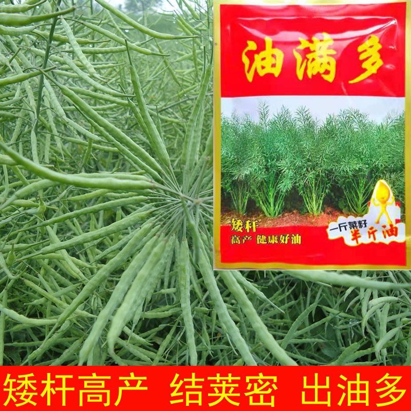 杂交高产油菜籽大全矮杆耐寒抗倒