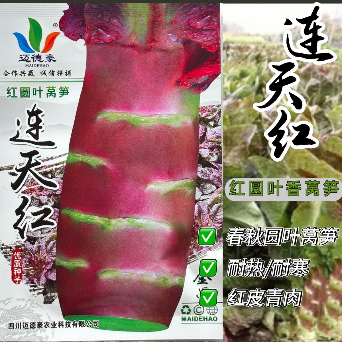 连天红莴笋种子红皮红叶莴笋红莴苣种子耐热耐寒春秋香莴笋种子