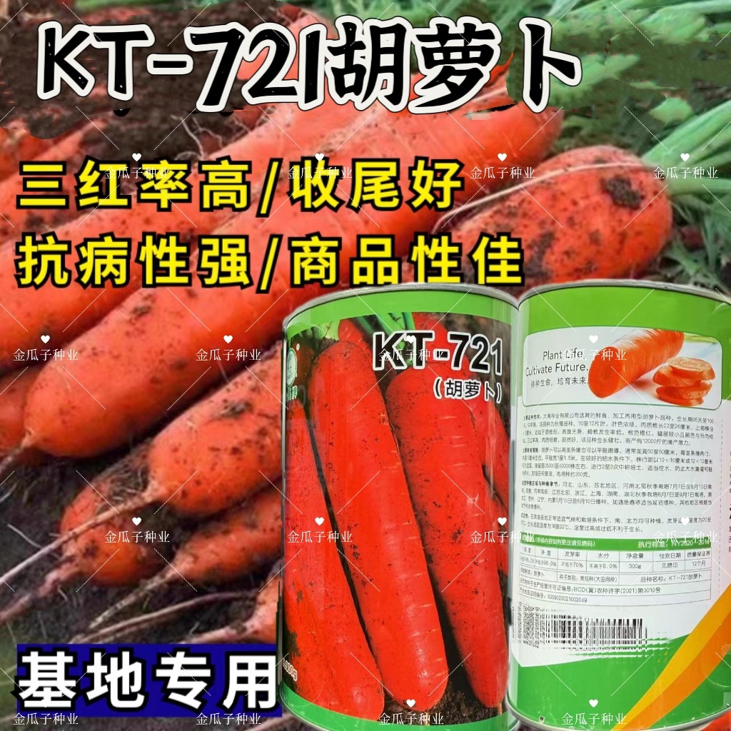 K T一721胡萝卜种子四季播高产易种阳台盆栽农家胡萝卜种籽蔬菜种