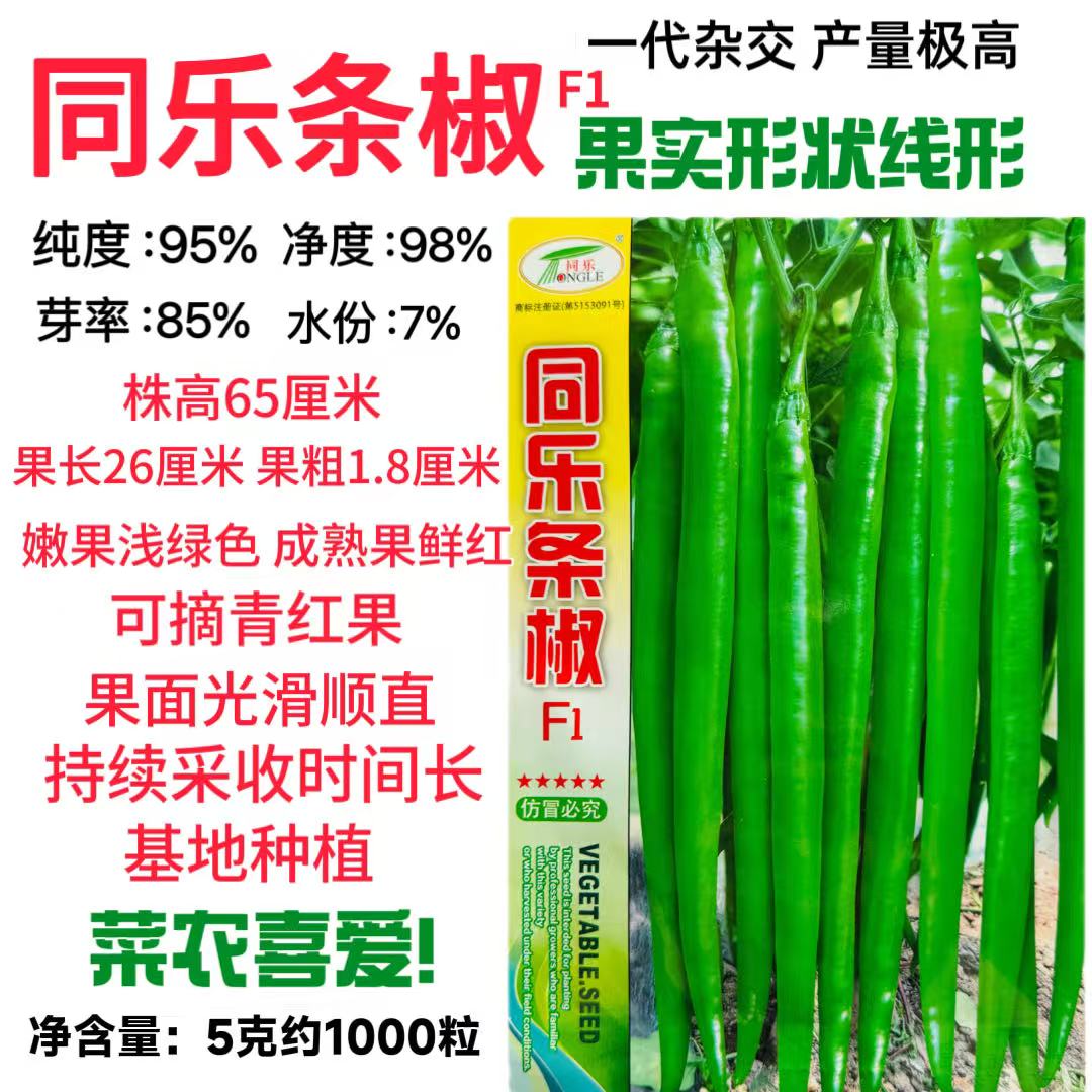 同乐条椒王辣椒种子高产抗病长线椒种籽浓辣型大椒春季大棚基地种