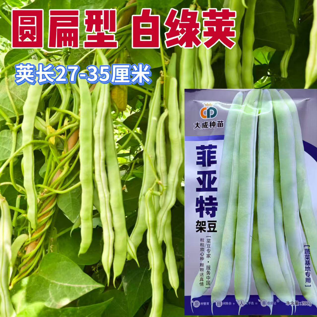 菲亚特架豆王种子中熟蔓生白绿芸豆圆扁豆角种籽丰产抗病四季豆孑