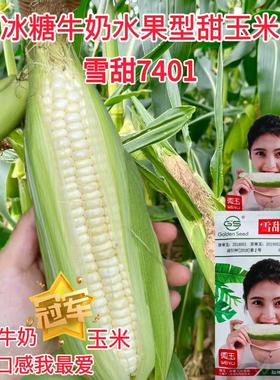 雪甜7401甜玉米种籽早熟珍珠棒水果玉米籽粒白色口感特甜抗病性好