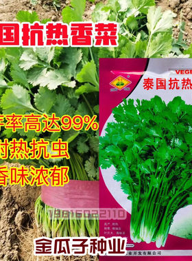 耐热香菜种子大叶抗病高产浓香