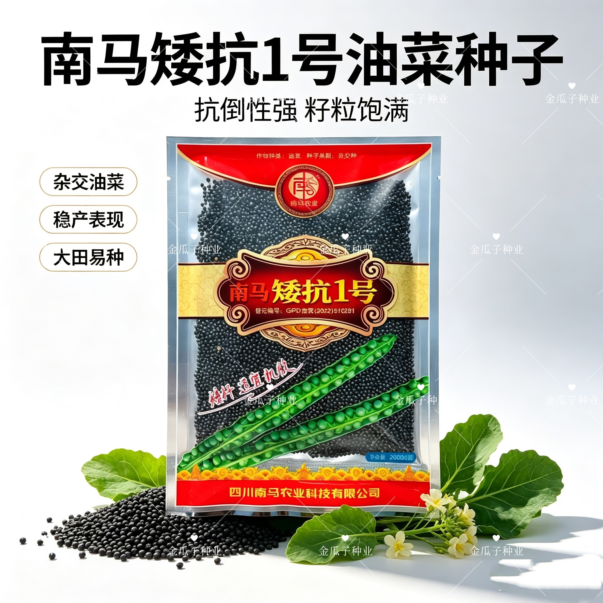 矮抗1号高产油菜种子抗病早熟矮杆抗倒耐寒高油杂交种油菜籽种孑