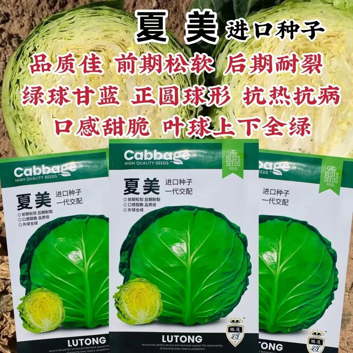 夏美甘蓝圆球型抗热抗病绿球包头