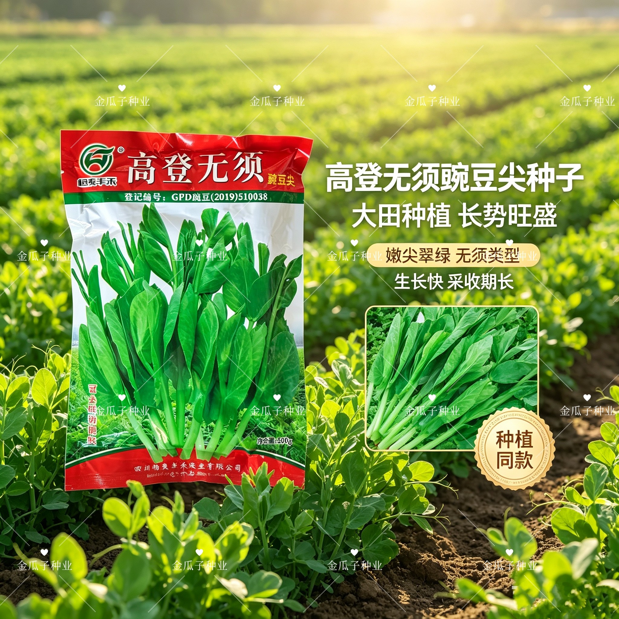 高登无须豌豆尖种子早熟苗芽菜型生长速度快清甜无涩味采收期长