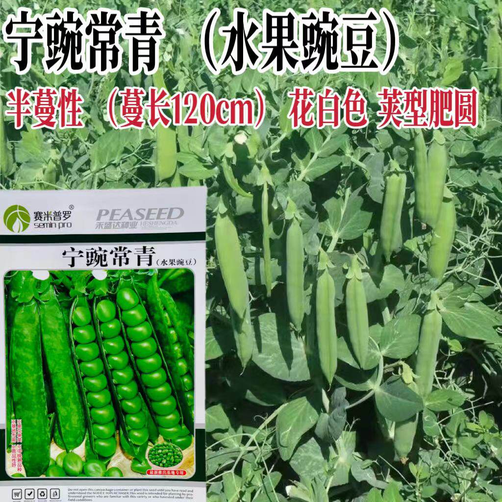 水果豌豆种子食米甜豌豆种籽孑农家四季田园蔬菜籽种优质豌豆种籽