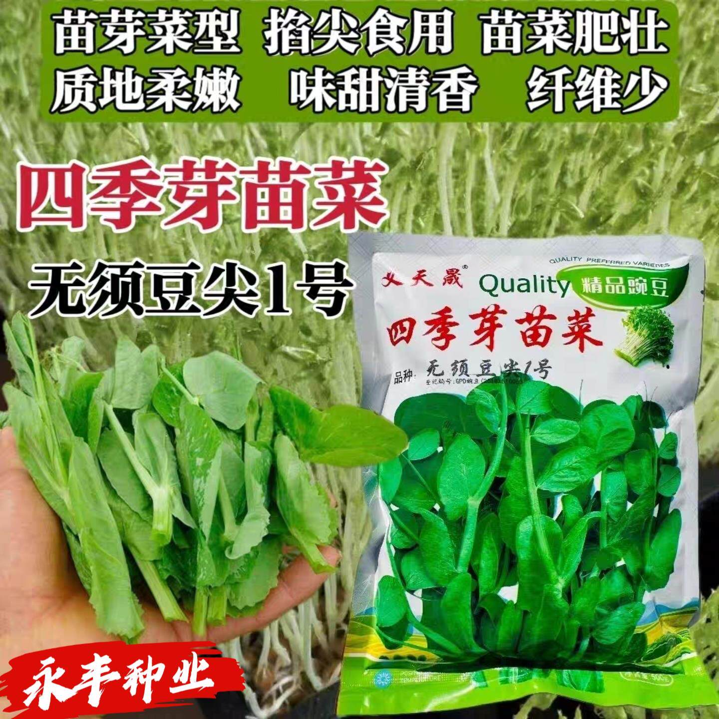 四季芽苗菜种子无须豆尖1号豌豆苗种子专吃苗柔嫩清香豌豆尖种籽