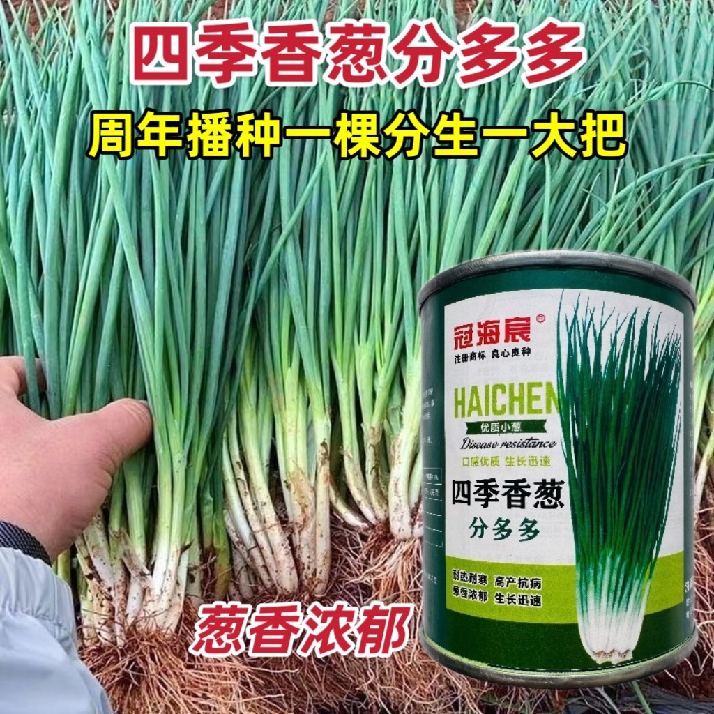 四季小香葱分多多小葱种子四季分葱种籽芽葱种子小葱庭院小菜园籽