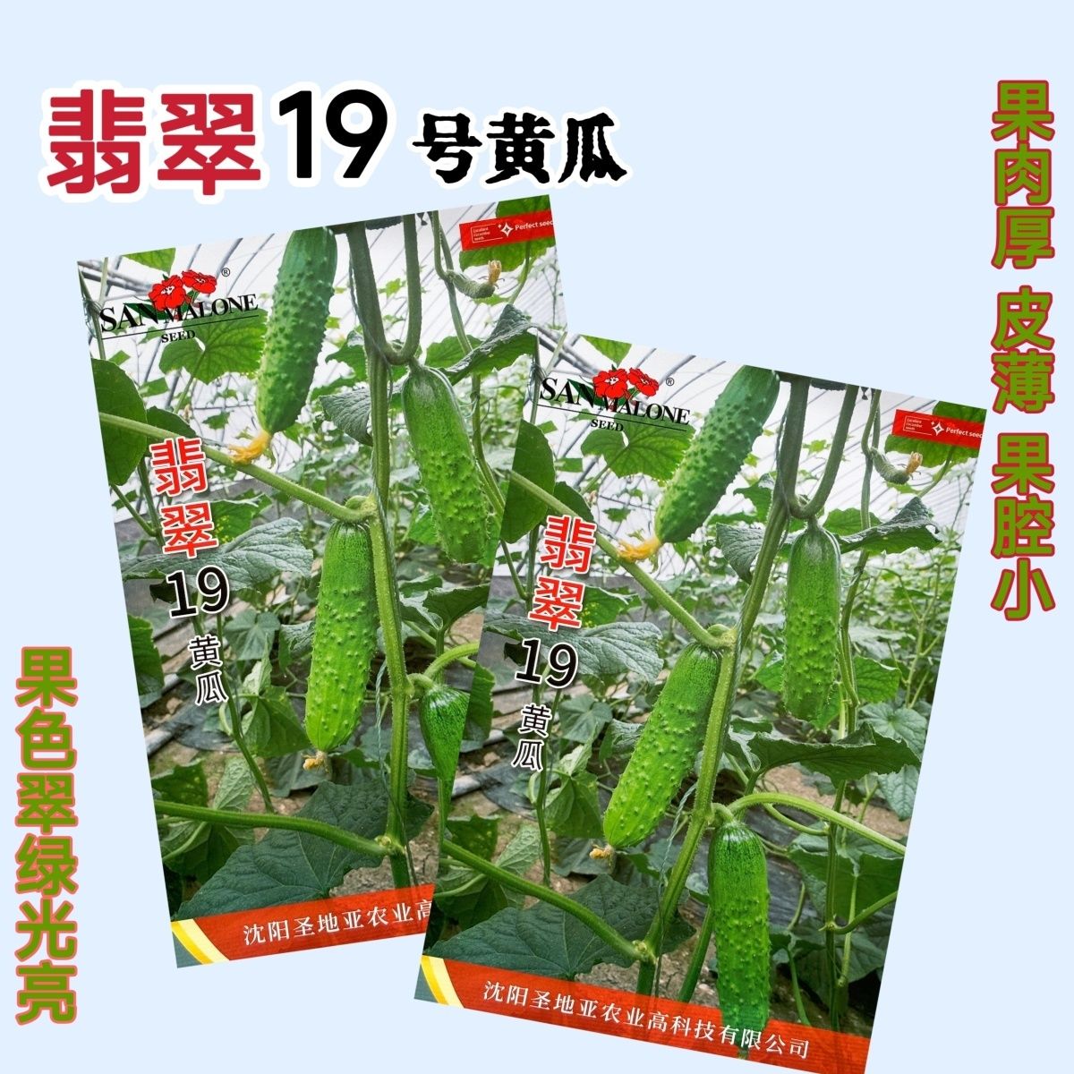 翡翠19旱黄瓜种子水果黄瓜种籽翡翠12短黄瓜四季水果蔬菜孑春秋播