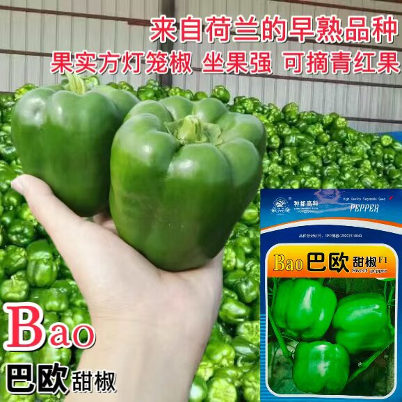 BAO巴欧甜椒种子高产抗病口感好早中熟抗病能力强肉厚春秋露地