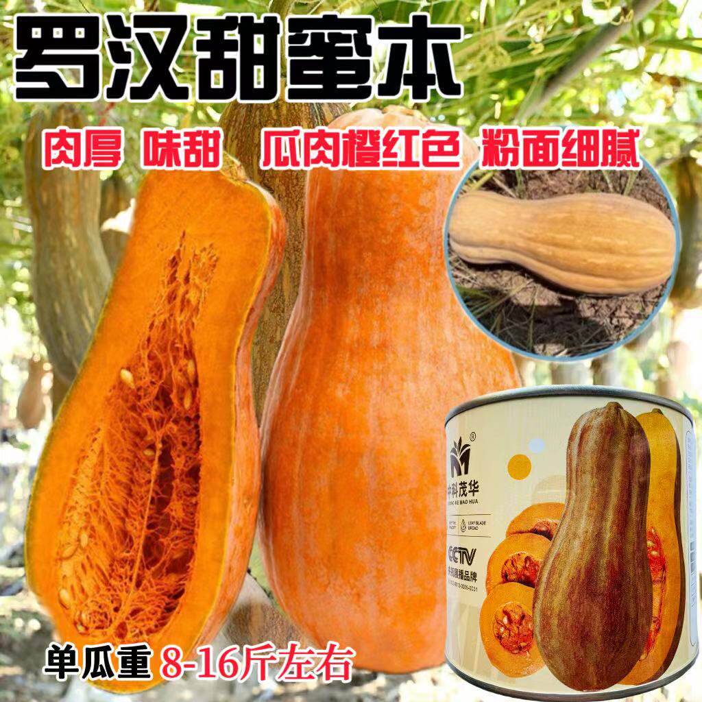 罗汉甜蜜本南瓜种子中晚熟大果蜜本南瓜种子肉质细腻甜面可口