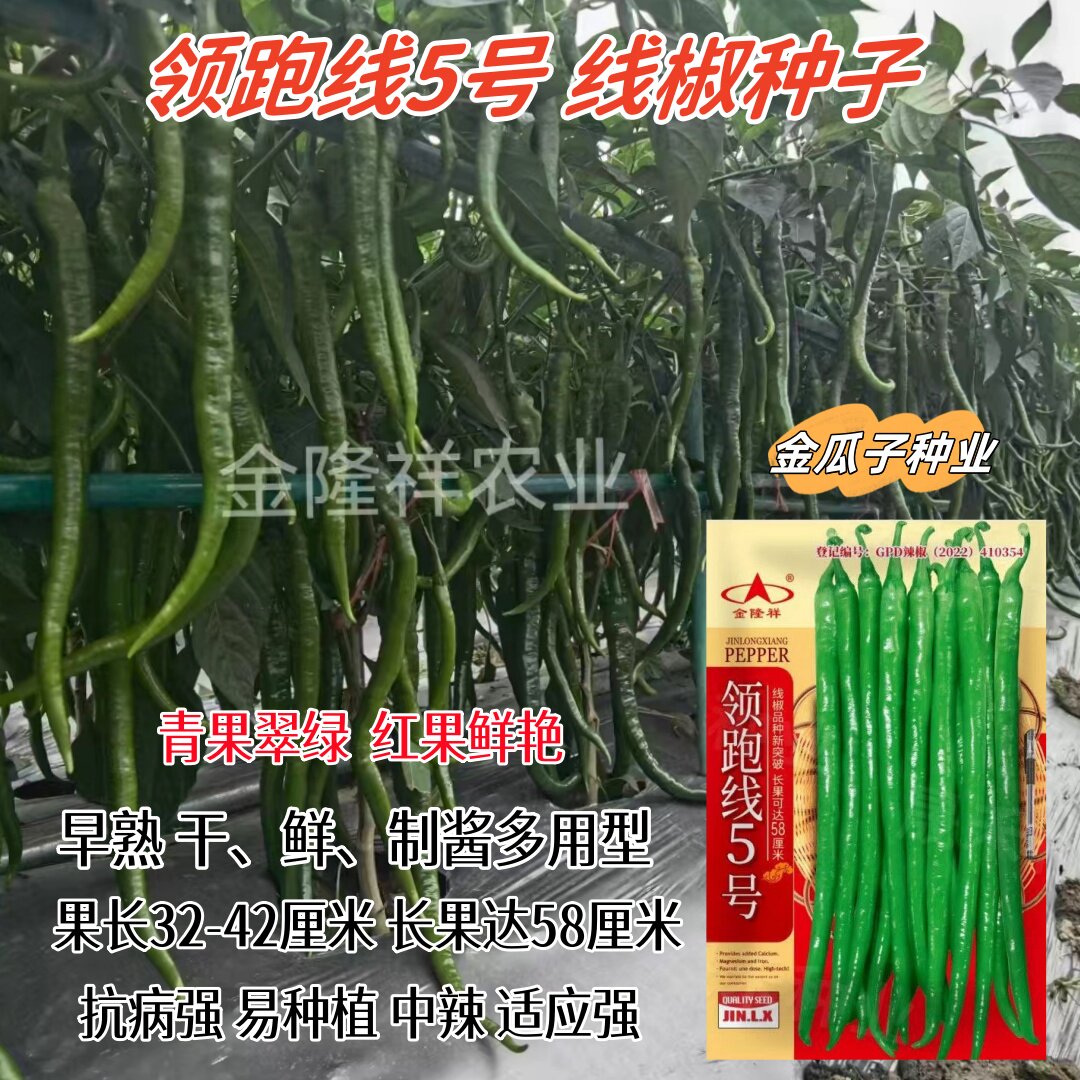 领跑线5号长线椒种子早熟多用型易种植高产品质优中辣青红线椒籽
