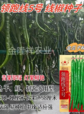 领跑线5号长线椒种子早熟多用型易种植高产品质优中辣青红线椒籽