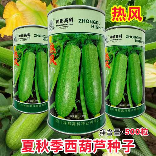 热风西葫芦种子春秋耐热高产占瓜