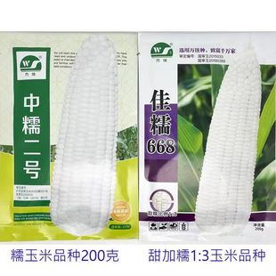 中糯二号佳糯668白甜糯玉米种籽高产大棒审定加甜糯白糯玉米种子