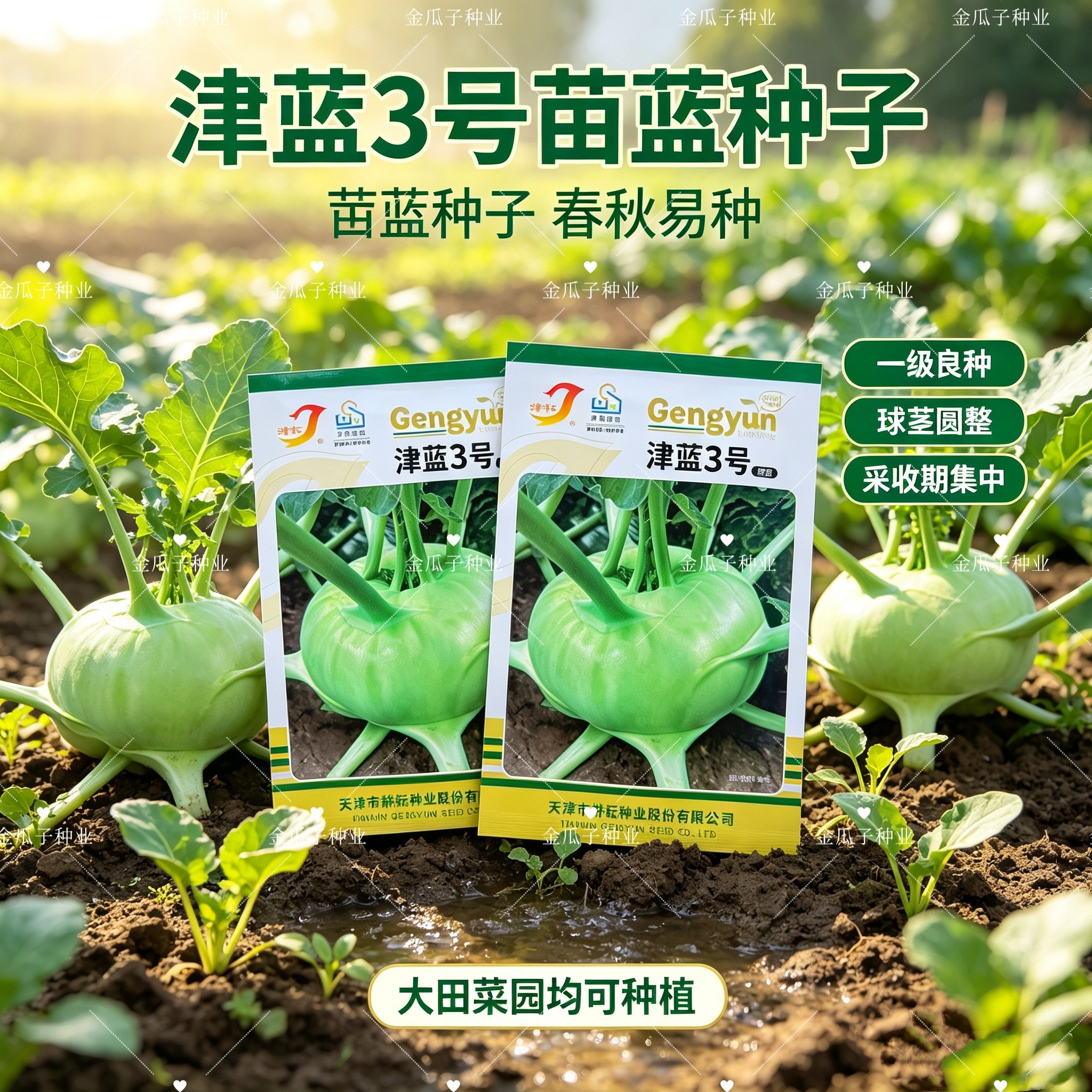 津蓝3号一代杂交水果苤蓝种子球形扁圆颜色鲜绿球面光滑脆甜秋播