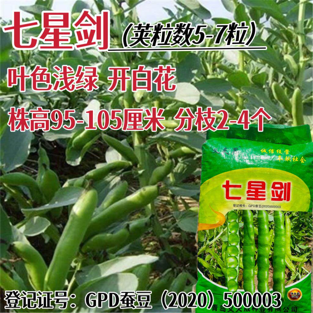 七星剑蚕豆种子硬荚型胡豆兰花豆种籽秋播