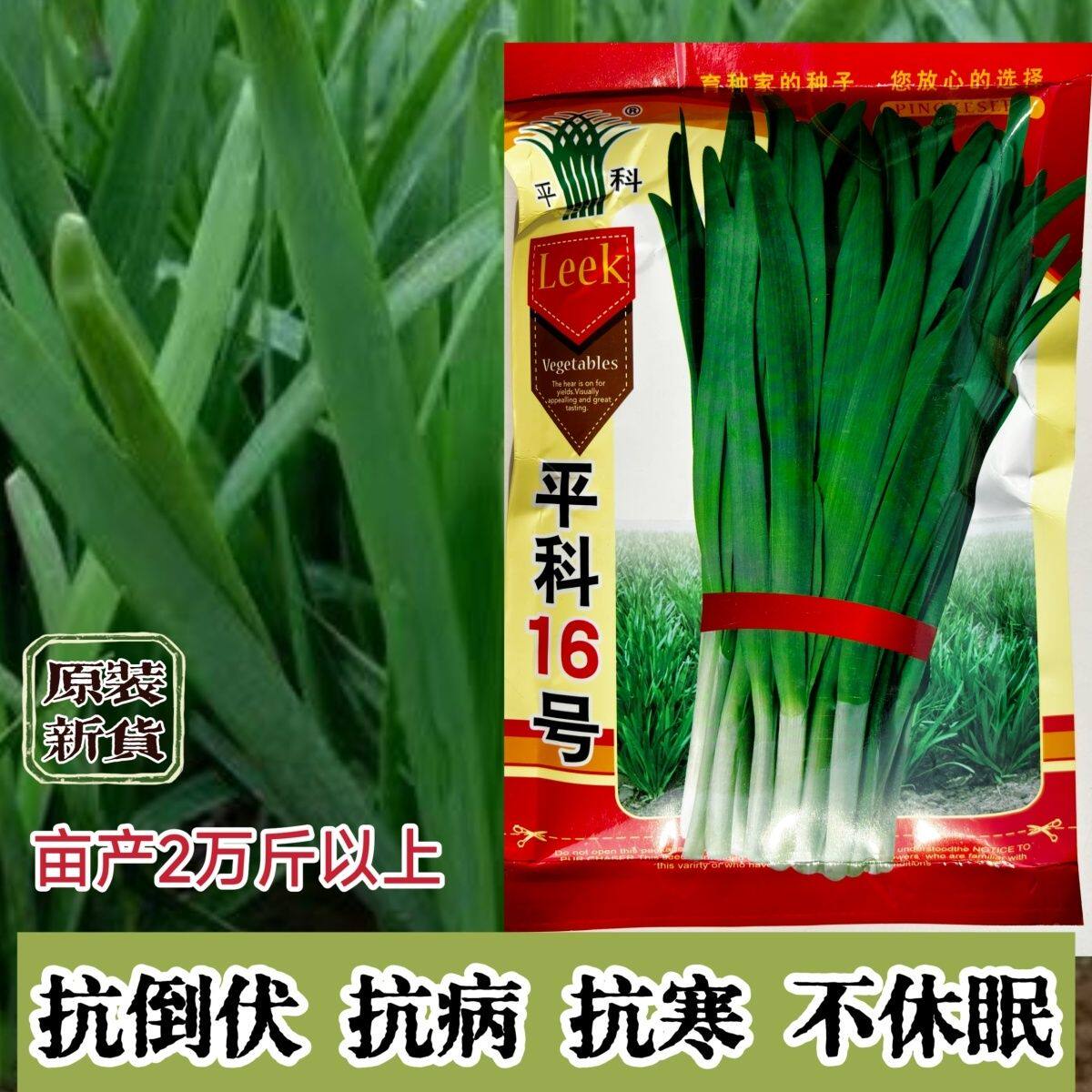 平科16号韭菜种子耐寒抗病株型紧凑生长速度快冬季不休眠基地用种