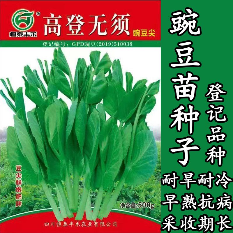 高登无须豌豆尖种子早熟苗芽菜型生长速度快清甜无涩味采收期长