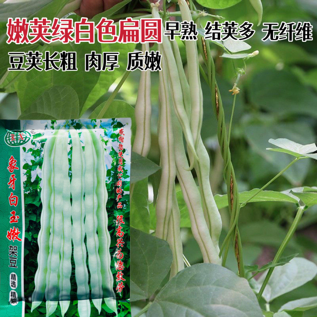 象牙白玉嫩四季豆种子早熟高产无筋豆角种籽春秋播农家蔬菜种籽孑