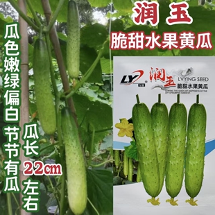 润玉脆甜水果黄瓜种子一代杂交瓜条顺直 抗病性强 产量高适应性强