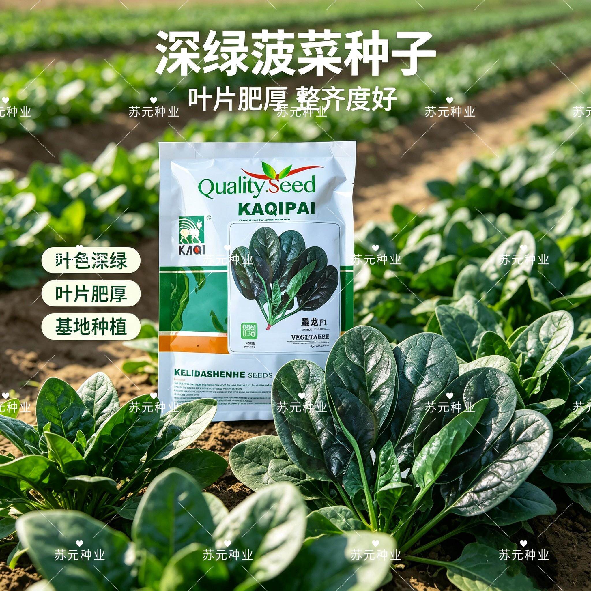 卡其墨龙菠菜种子杂交一代墨绿菠菜种子耐热耐寒抽苔晚无涩味直立