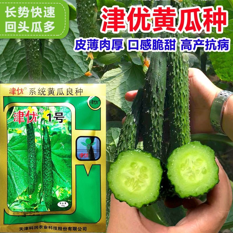 津优1号黄瓜种子高产绿心密刺大黄瓜耐热耐寒春夏秋播蔬菜种籽孑