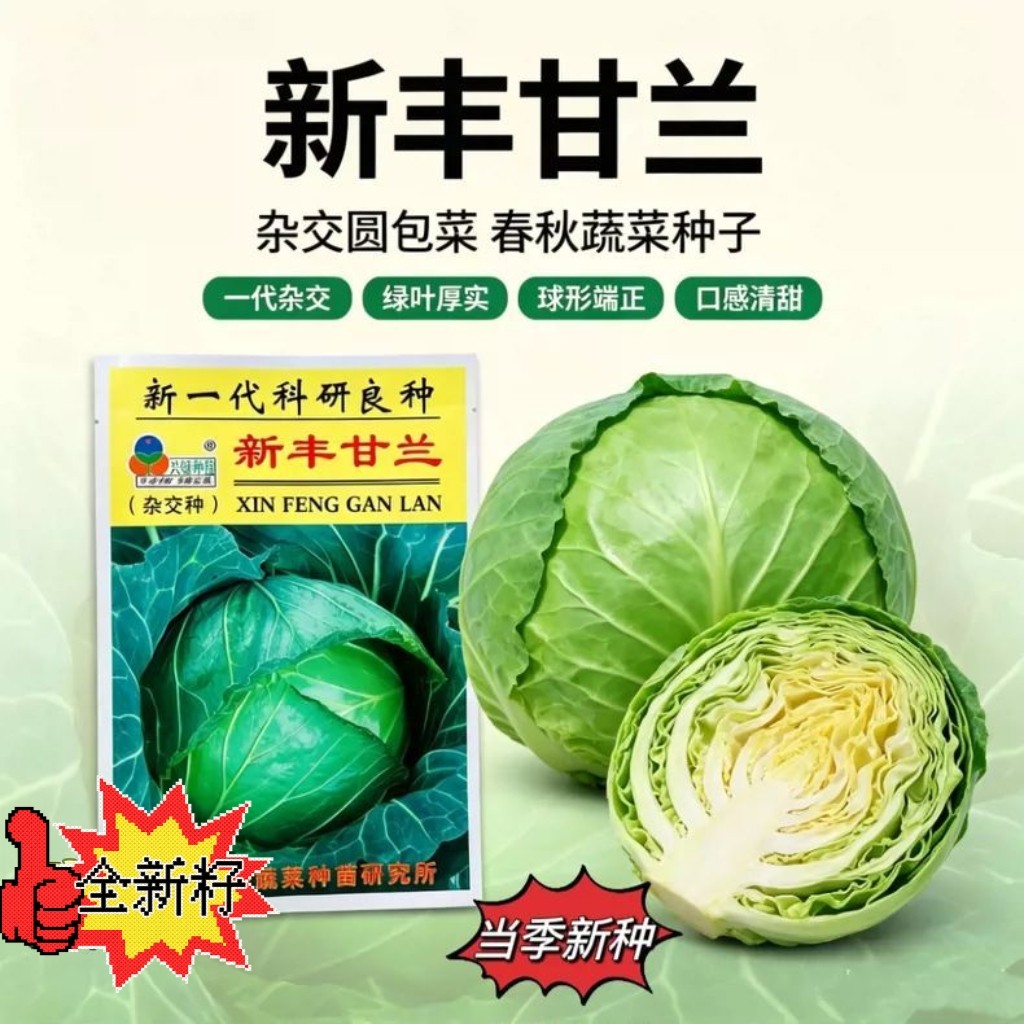 新丰甘兰种子杂交中熟扁平大甘蓝种子秋季蔬菜种子耐抽苔耐裂球