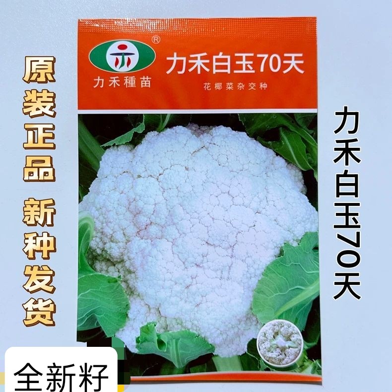 白玉70天花椰菜种子高产抗病杂交白花菜种籽农家春秋播蔬菜种