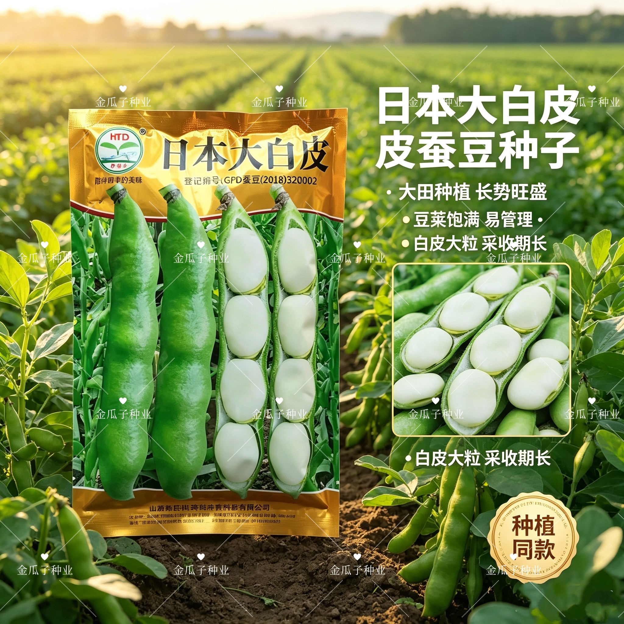 大蚕豆种籽高产日本大白皮蚕豆种子大阪豆一寸大胡豆种子豌豆种孑