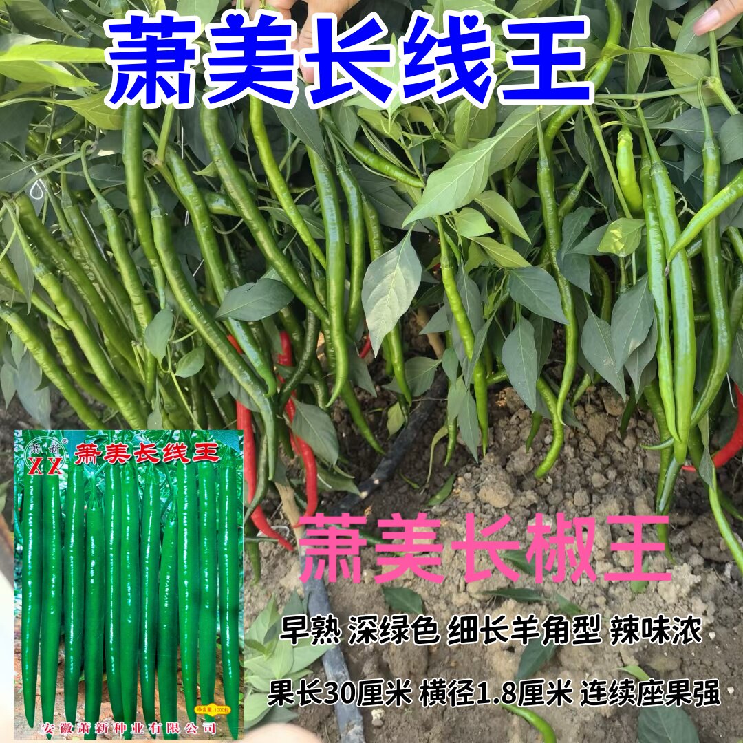 萧美长线王辣椒种子早熟特长线辣椒种籽香辣细长羊角型线椒秋播孑