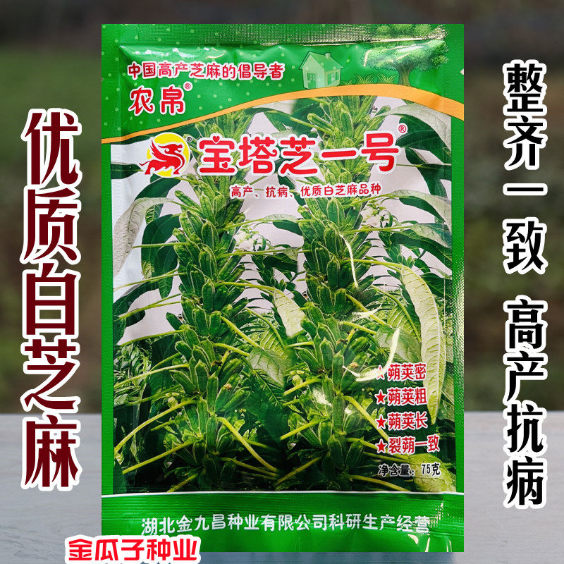 大田黑白芝麻种子高产抗病耐重茬