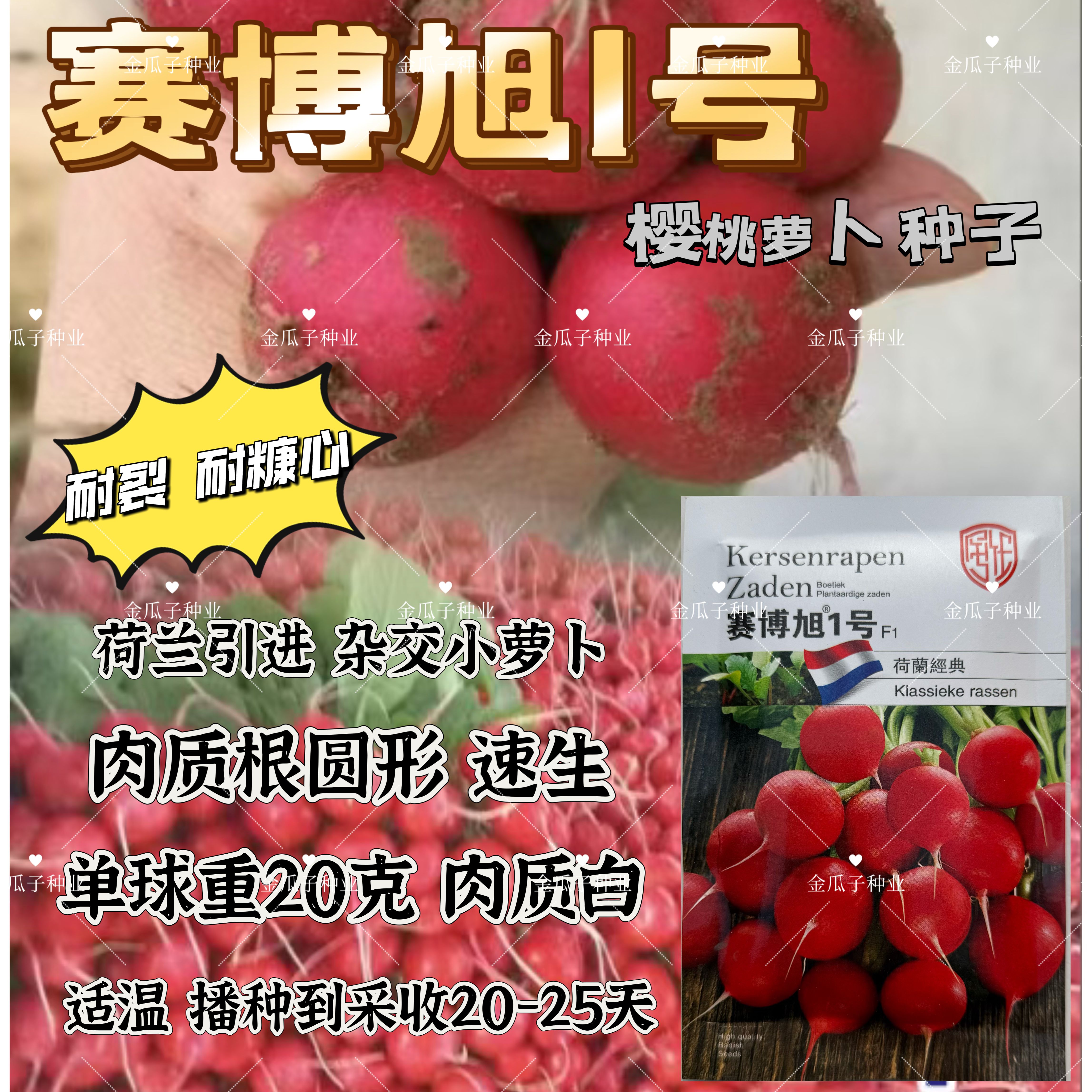 赛博旭1号水萝卜种子速生高产小萝卜种籽孑大田菜园樱桃萝卜种子