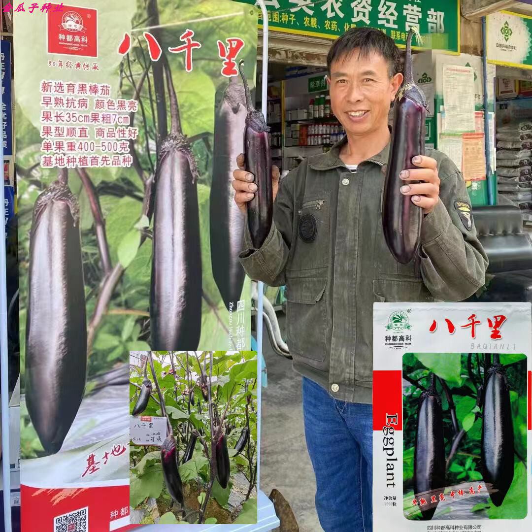 八千里黑棒长茄种子黑亮顺直长果早熟高产商品性佳春秋播耐热菜孑