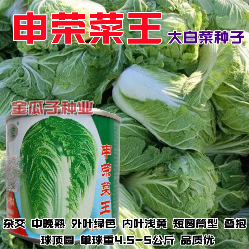 申荣菜王大白菜种子高产抗病中晚熟山东胶州老品种义和秋白菜种籽