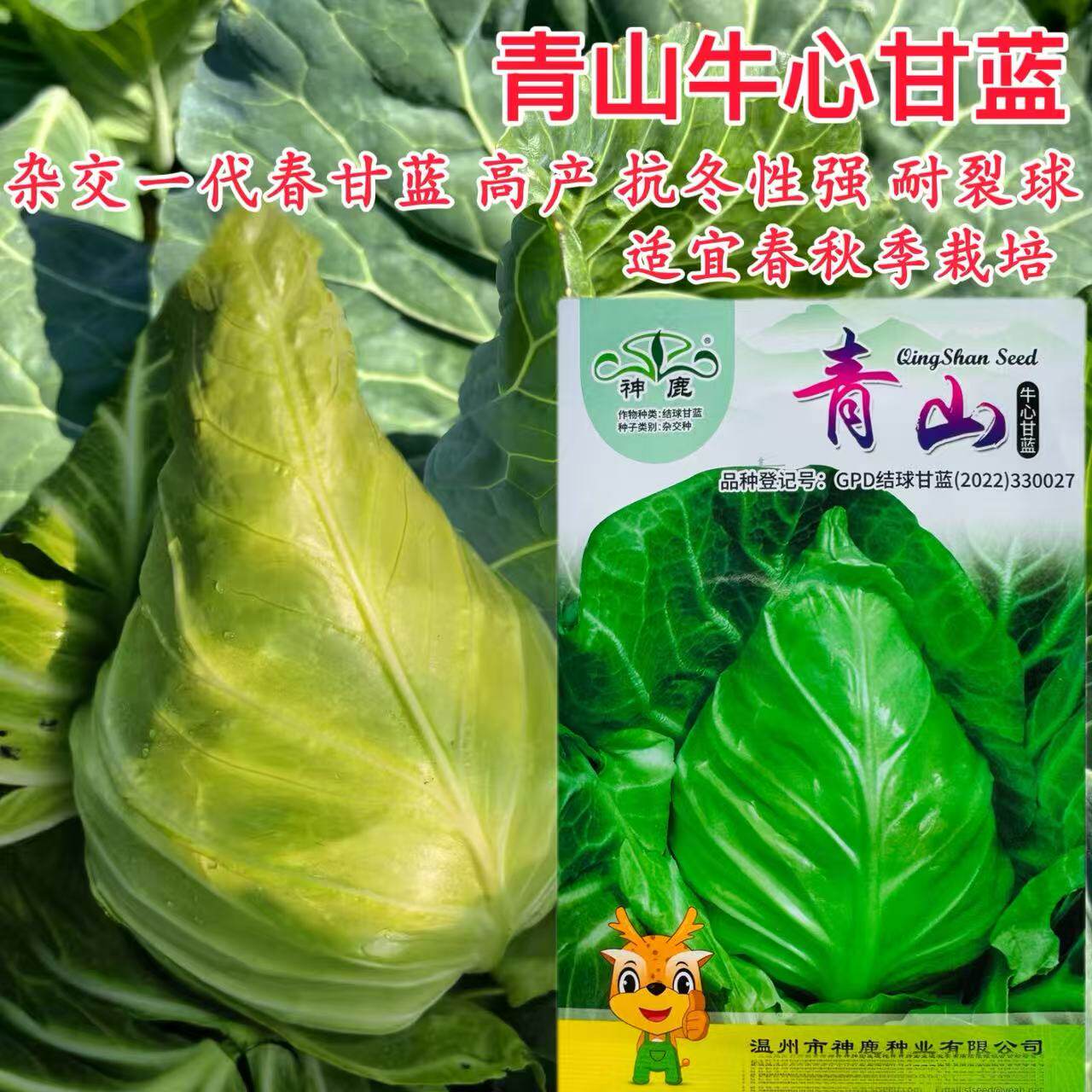 神鹿青山甘蓝种子 耐裂春秋季尖包种子 包心菜种子牛心甘蓝种籽子