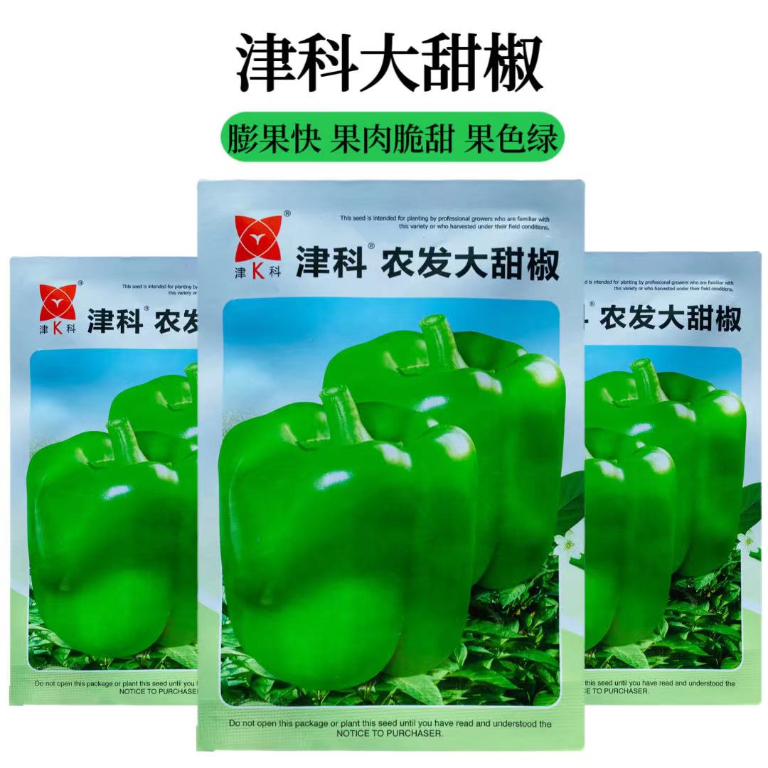 大甜椒种子长势强果肉甜脆果肉厚