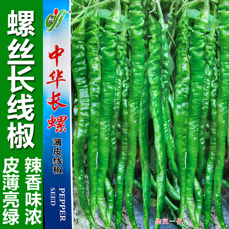 中华长螺丝椒种子薄皮特长线椒新品种早熟高产南方本地蔬菜种籽孑