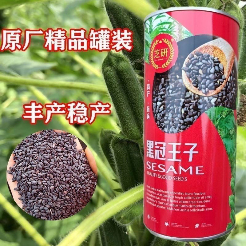 黑冠王子正宗黑芝麻种子八棱油麻高产矮杆早熟留种高油纯黑芝麻种