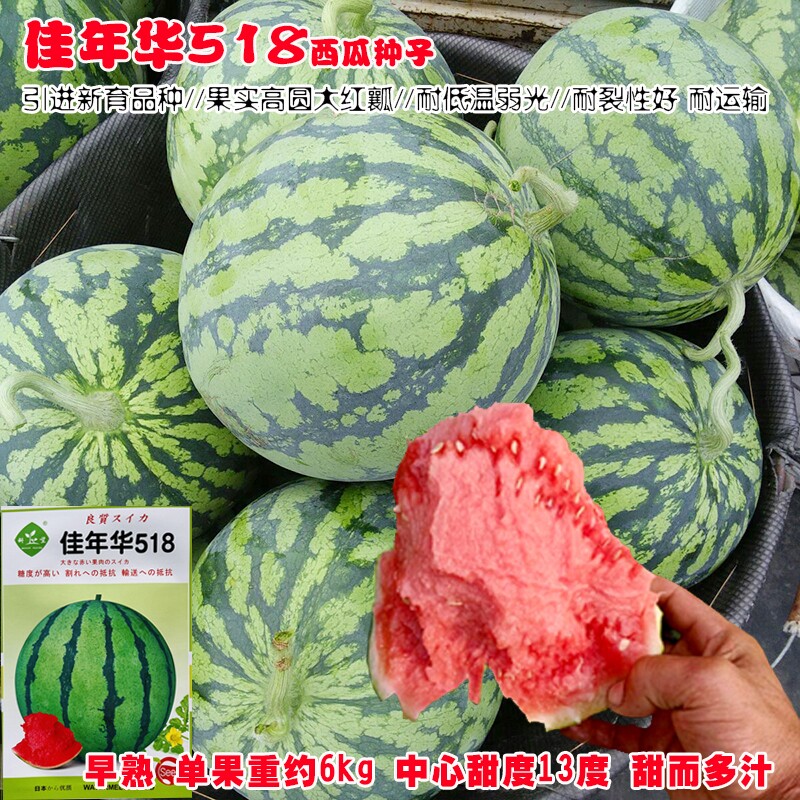 佳年华518西瓜种子圆球形大红瓤甜而多汁糖度高口感好耐裂西瓜籽